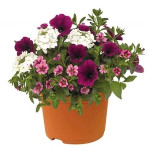Mountains Majesty Mix 2 Pre-Planted Containers