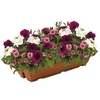 Mountains Majesty Mix 2 Pre-Planted Troughs