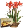 Multiflowering Amaryllis + Rustic Basket + Jersey Shortbread + FREE Diary