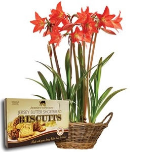 Multiflowering Amaryllis + Rustic Basket + Jersey Shortbread + FREE Diary