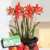Multiflowering Amaryllis in Ornate basket + &163;10 Plant Voucher