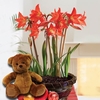 Multiflowering Amaryllis in Ornate basket + Cuddly Bear