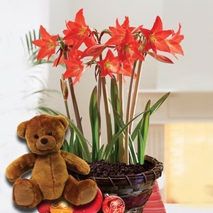 Multiflowering Amaryllis in Ornate basket + Cuddly Bear