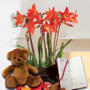 Multiflowering Amaryllis in Ornate basket + Cuddly Bear plus diary