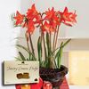 Multiflowering Amaryllis in Ornate basket + Jersey Fudge