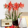 Multiflowering Amaryllis in Ornate basket + Jersey Fudge plus Diary