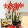 Multiflowering Amaryllis in Ornate basket + Jersey Shortbread