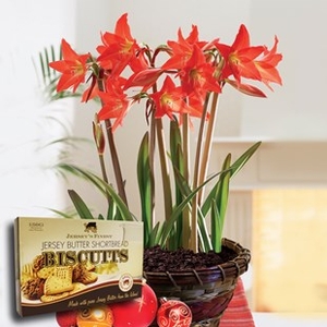 Multiflowering Amaryllis in Ornate basket + Jersey Shortbread