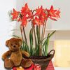 Multiflowering Amaryllis in Rustic basket + Cuddly Bear