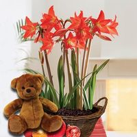 Multiflowering Amaryllis in Rustic basket + Cuddly Bear