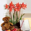 Multiflowering Amaryllis in Rustic basket + Cuddly Bear plus Diary