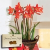 Multiflowering Amaryllis in Rustic basket + Jersey Fudge