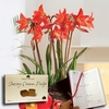 Multiflowering Amaryllis in Rustic basket + Jersey Fudge plus Diary