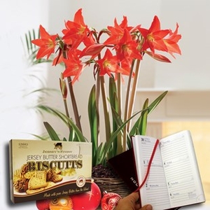 Multiflowering Amaryllis in Rustic basket + Jersey Shortbread plus Diary