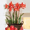 Multiflowering Amaryllis in Rustic basket