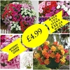 Mystery Plant Offer
