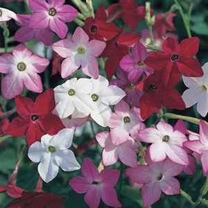 Nicotiana Essence 70 Medium Plug Plants