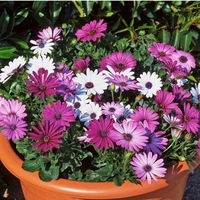 Osetospermum Akila Collection 24 Large Plants