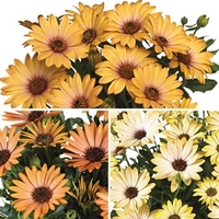 Osteospermum Terra Collection 12 Large Plants