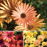 Osteospermum Terra Collection 24 Large Plants