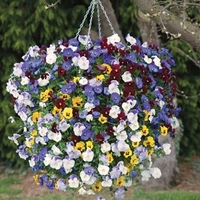 Pansy Balconita&174; 10 Large Plants