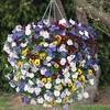 Pansy Balconita&174; 5 large Plants