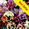 Pansy Can Can 30 Plants + 15 FREE