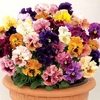 Pansy Can Can (Autumn) 280 Medium Plug Plants