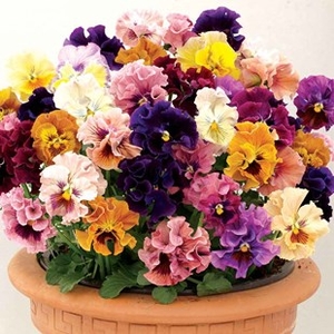 Pansy Can Can (Autumn) 280 Medium Plug Plants