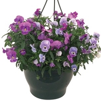 Pansy Cascadia Blues Mix (Autumn) 2 Pre-Planted Hanging Baskets