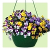 Pansy Cascadia Trailing 2 Hanging Baskets