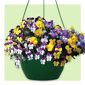 Pansy Cascadia Trailing 2 Hanging Baskets
