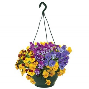 Pansy Cascadia XL Trailing (Autumn) 2 Hanging Baskets