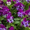 Pansy Cascadia XL Trailing (Autumn) Purple Face 12 Mega Plants