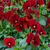 Pansy Cascadia XL Trailing (Autumn) Scarlet Blotch 12 Mega Plants