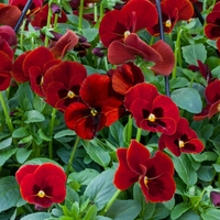 Pansy Cascadia XL Trailing (Autumn) Scarlet Blotch 12 Mega Plants