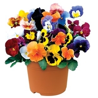 Pansy Colourburst 1 Pre-Planted Container