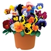 Pansy Colourburst 2 Pre-Planted Containers