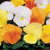 Pansy Daffodil Marie Curie Mix 30 Plants + 15 FREE