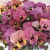 Pansy Designer Mix Caramel Rose Shades 12 Mega Plants
