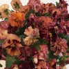 Pansy Designer Mix Chianti Shades 12 Mega Plants