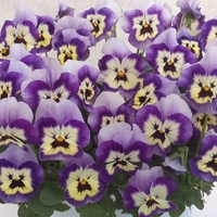 Pansy Designer Mix Marine Blue 12 Mega Plants