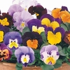 Pansy Designer Mix Pandora Mambo Mixed 12 Mega Plants