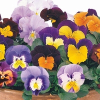 Pansy Designer Mix Pandora Mambo Mixed 12 Mega Plants