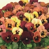 Pansy Designer Mix Pandoras Box 12 Mega Plants