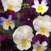 Pansy F1 Cool Wave Berries n Cream Mixed (Trailing) 12 Mega Plants