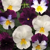 Pansy F1 Cool Wave Berries n Cream Mixed (Trailing) 12 Mega Plants