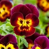 Pansy F1 Cool Wave Fire (Trailing) 12 Mega Plants