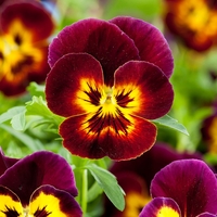Pansy F1 Cool Wave Fire (Trailing) 12 Mega Plants
