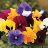 Pansy Grande Fragrance 280 Plants (2nd Delivery Period)